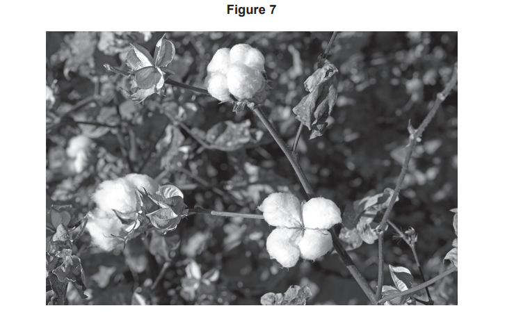 Black and white close-up of a cotton plant with fluffy white bolls and surrounding leaves on several thin branches