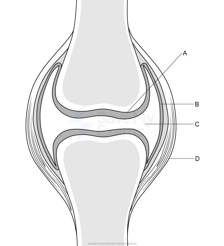 Cross-section diagram of a synovial joint showing two bones, articular cartilage, joint cavity with fluid, synovial membrane and outer fibrous capsule labelled A–D