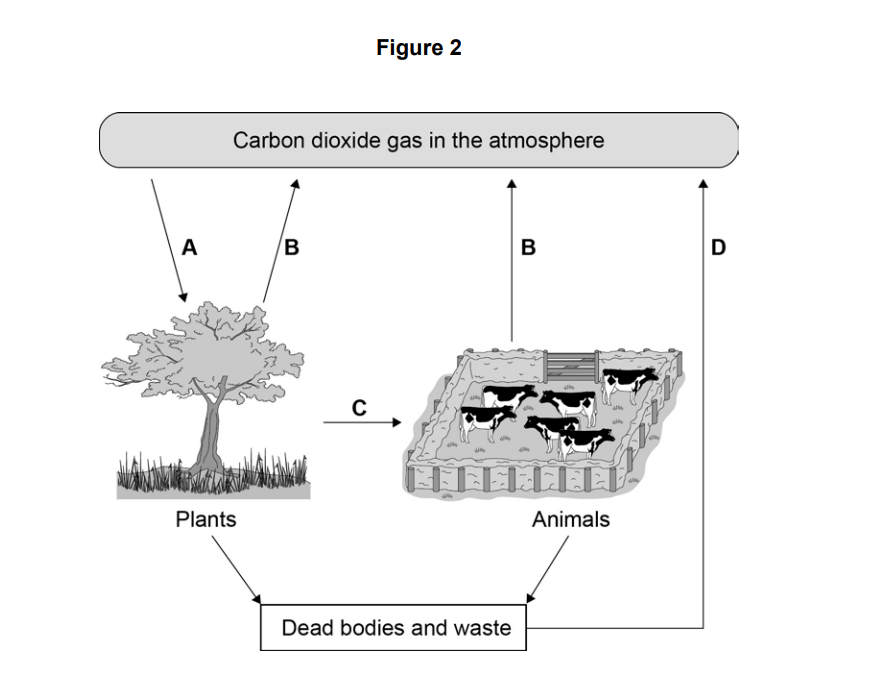 Diagram of the carbon cycle showing arrows between atmospheric carbon dioxide, plants, animals, and dead bodies and waste labelled A, B, C and D