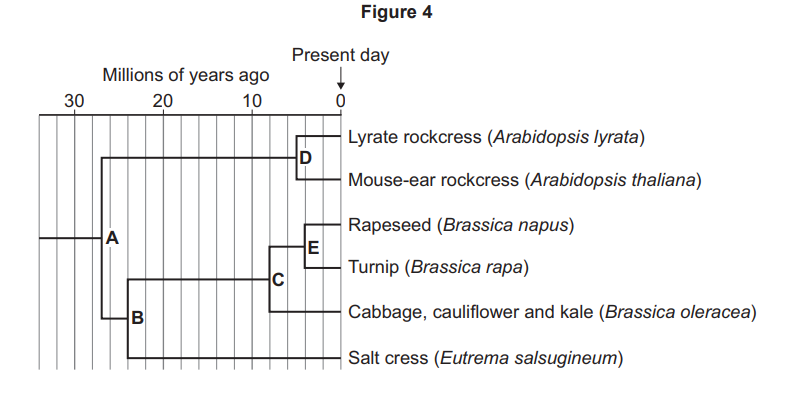 Cladogram showing evolutionary relationships over 30 million years among rockcresses, salt cress, and Brassica crops including rapeseed, turnip and cabbage.
