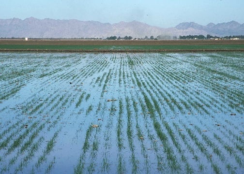 Flooded agricultural field with rows of young green crops emerging from shallow water, stretching towards distant low mountains under a clear blue sky