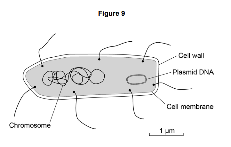 Diagram of a bacterial cell showing chromosome, plasmid DNA, cell membrane and cell wall, with a 1 µm scale bar indicating the cell’s small size.