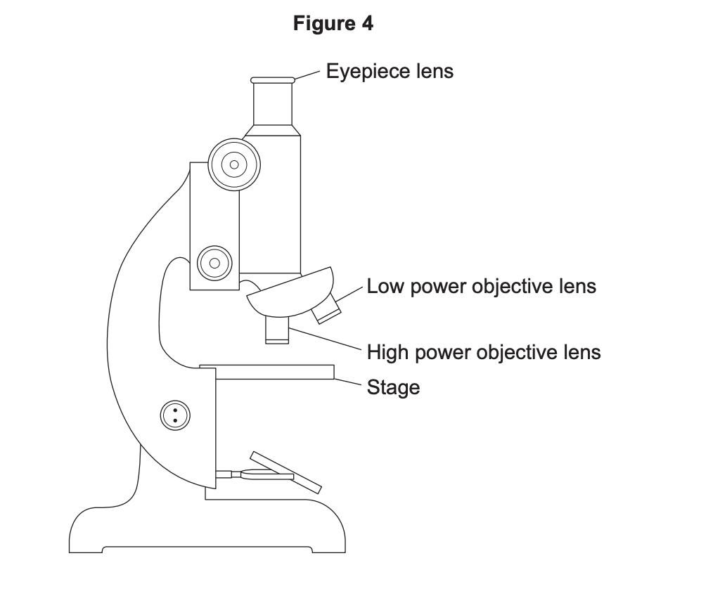 Diagram of a light microscope in side view, with labels for eyepiece lens, low and high power objective lenses, and the flat stage.
