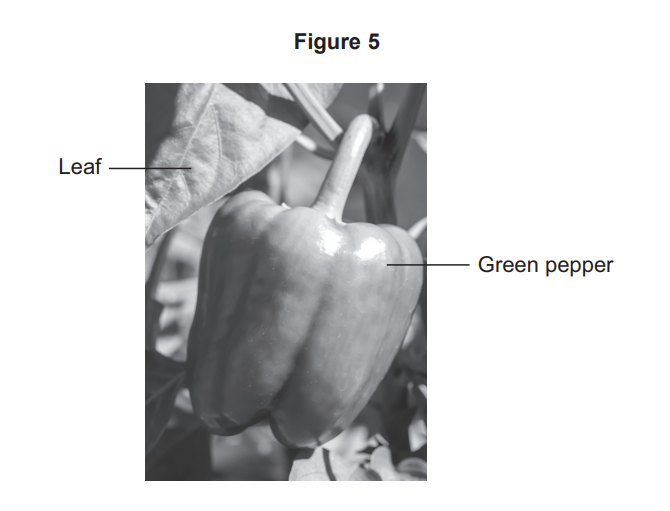 Diagram of a green pepper growing on a plant, with labelled arrows pointing to a leaf and to the green pepper fruit.