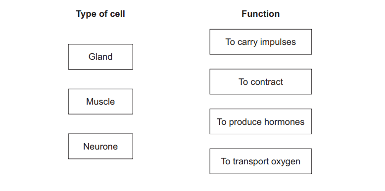 Diagram for matching cell types (gland, muscle, neurone) with functions: to produce hormones, to contract, to carry impulses, plus extra option to transport oxygen