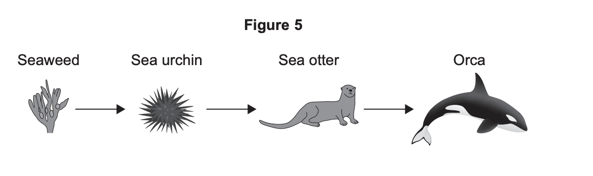 Diagram of a marine food chain: seaweed eaten by sea urchin, sea urchin eaten by sea otter, sea otter eaten by orca, with arrows showing energy flow.