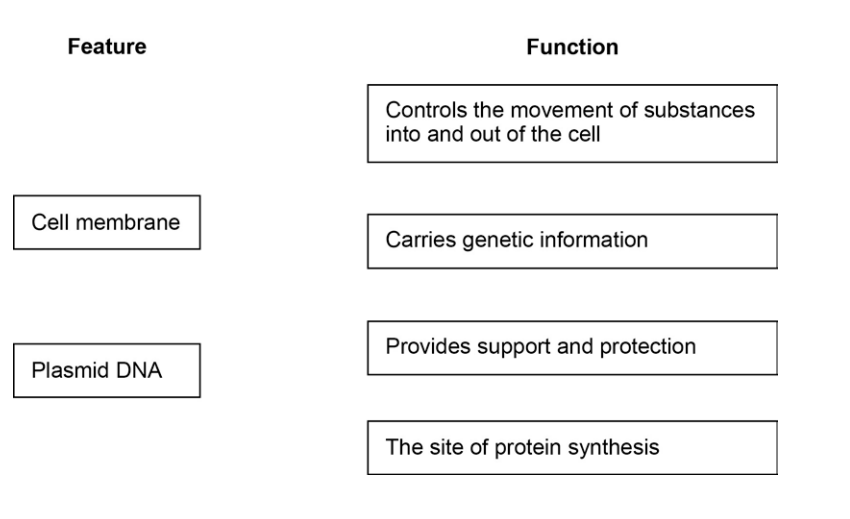 Worksheet showing a table to match cell features, such as cell membrane and plasmid DNA, with their functions, including control of substances and protein synthesis