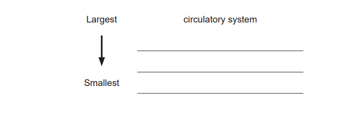 Diagram asking to list parts of the circulatory system from largest to smallest, with an arrow pointing down beside three blank horizontal lines.