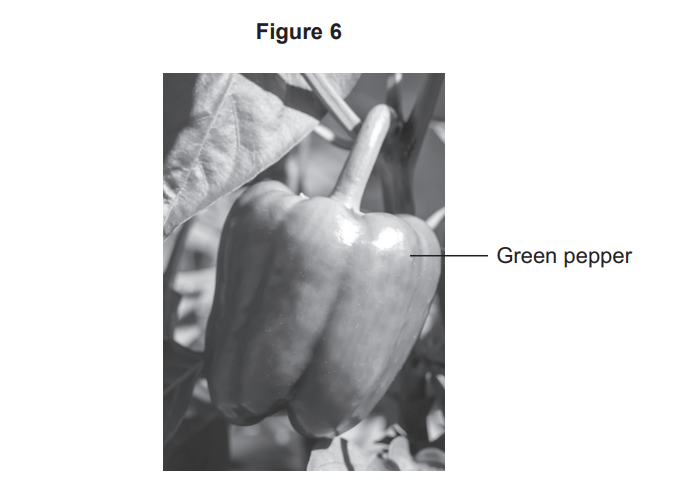 Black-and-white photo of a green pepper growing on the plant, with a label and arrow pointing to the pepper as the subject of Figure 6