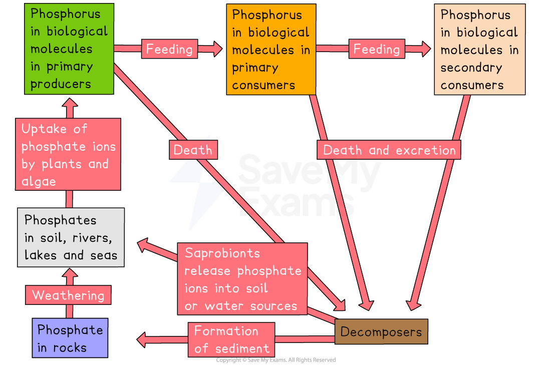 Flowchart of the phosphorus cycle showing stages: rock weathering, absorption by plants, feeding through trophic levels, and decomposition.