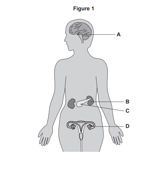 Diagram of a female body showing side view brain and labelled internal organs: brain (A), pancreas (B), kidneys (C) and uterus with ovaries (D).