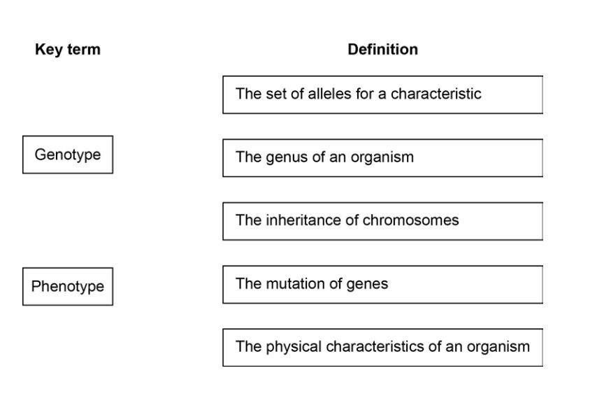 Diagram showing the key terms genotype and phenotype with five boxed definitions to be matched, about alleles, genus, chromosomes, gene mutation and physical traits