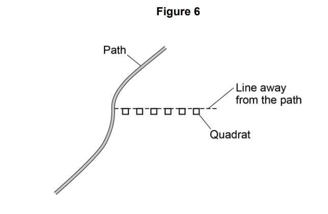Diagram showing a curved path with a straight transect line leading away from it, along which several quadrats are placed at regular intervals.
