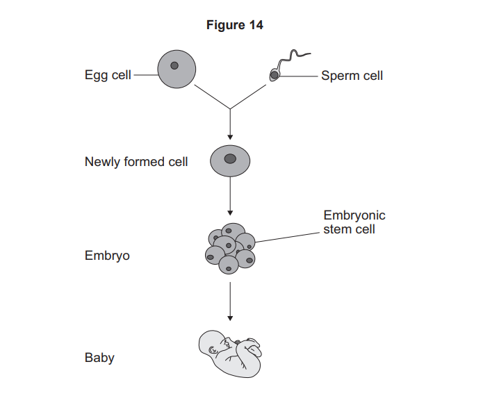 Diagram showing egg and sperm joining to form a new cell, which develops into an embryo containing embryonic stem cells, then grows into a baby