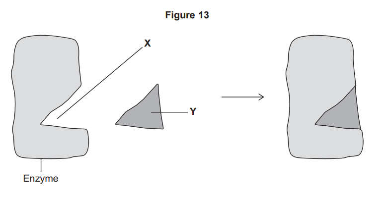 Diagram of an enzyme with an active site labelled X binding a triangular substrate labelled Y, forming an enzyme–substrate complex on the right
