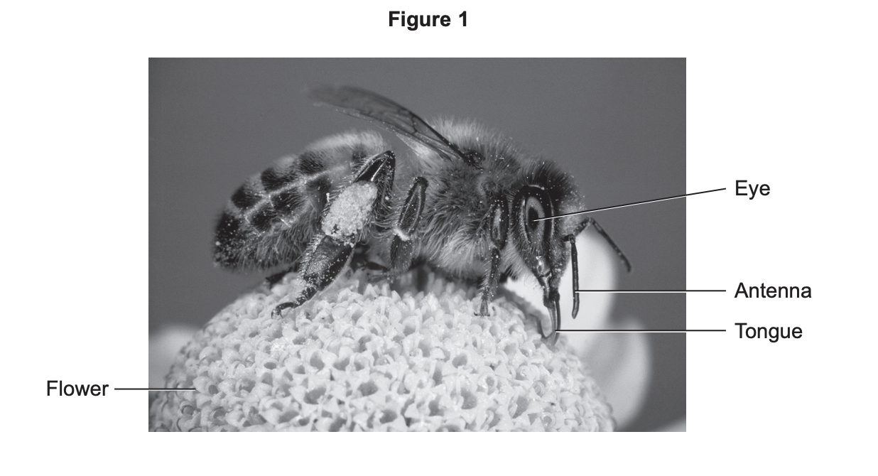 Black-and-white close-up of a bee on a flower, with labelled parts: eye, antenna, tongue and flower, showing the bee collecting pollen.