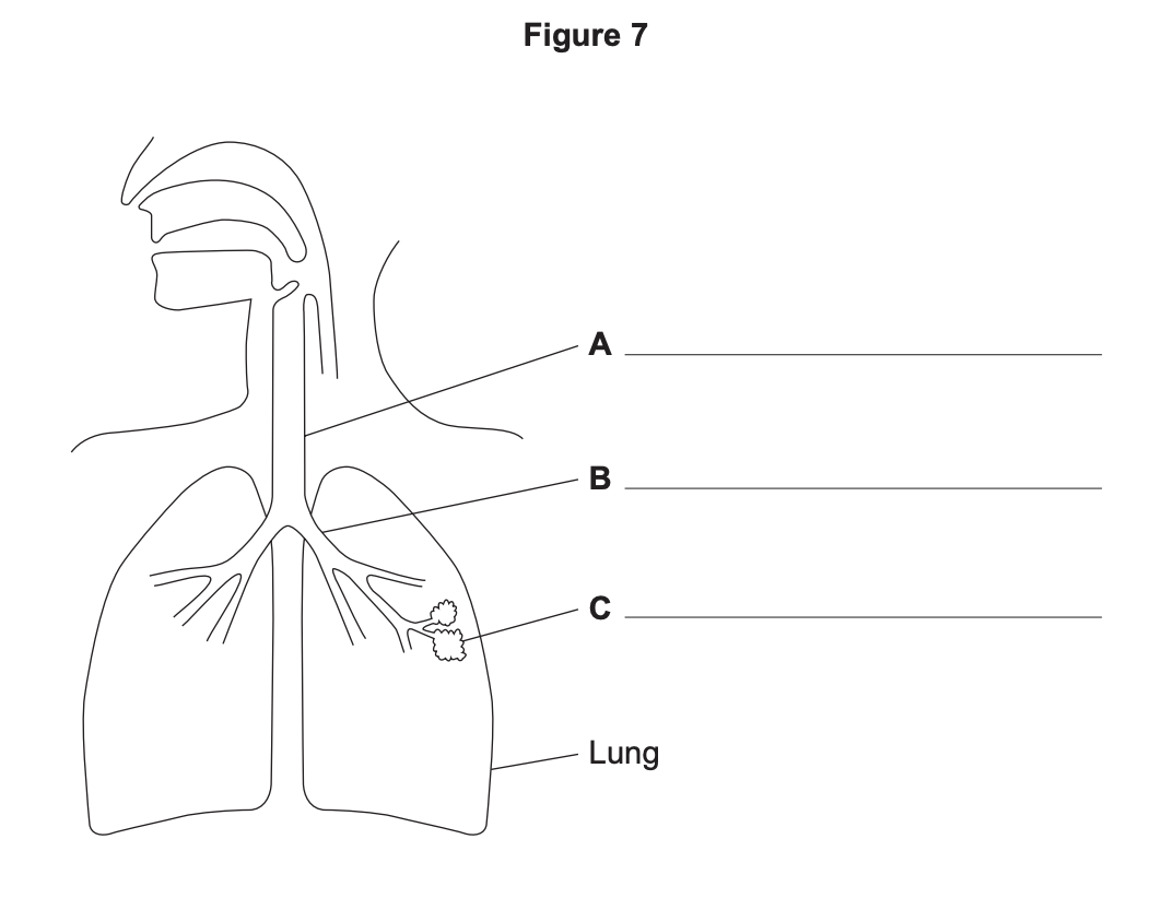 Diagram of the human breathing system showing mouth, trachea and lungs, with three labelled points A, B, C on airways and an alveoli cluster in the right lung