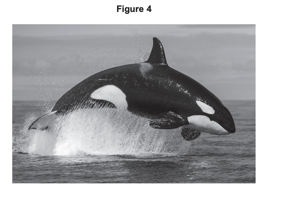 Black-and-white photo of an orca leaping out of the sea, water spraying beneath its body against a calm horizon and cloudy sky.
