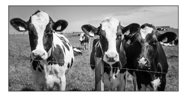Black-and-white photo of three curious dairy cows standing by a barbed-wire fence in a grassy field, with more cows and farm buildings in the distance