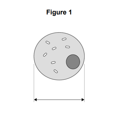 Diagram of a circular cell labelled Figure 1, showing small internal organelles and a darker circular nucleus, with a horizontal double‑headed arrow for diameter.