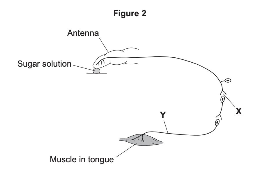 Diagram of an insect experiment showing antenna touching sugar solution, nerve pathway labelled X, and muscle in tongue labelled Y at the other end