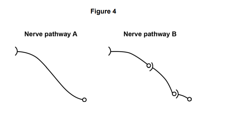 Figure showing nerve pathway A as a single curved line, and pathway B as a similar line with two branching points ending in small open circles