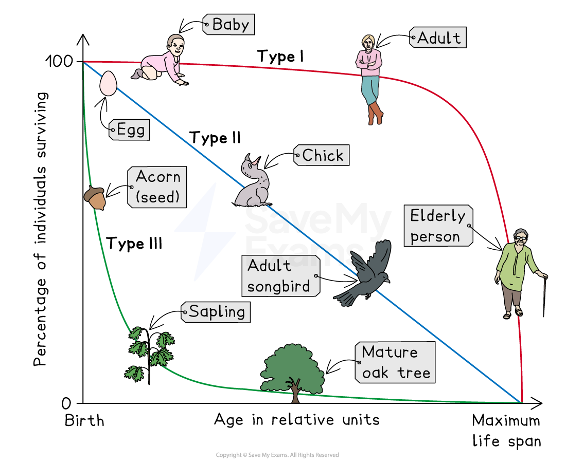 Graph illustrating three types of survivorship curves: Type I (humans), Type II (birds), and Type III (trees), with figures of life stages.