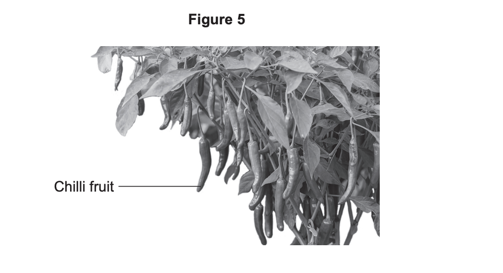 Black-and-white diagram labelled “Figure 5” showing a chilli plant with many long, thin chilli fruits hanging beneath dense leaves, one tagged “Chilli fruit”.