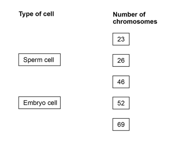Diagram asking students to match sperm cell and embryo cell to correct chromosome numbers from 23, 26, 46, 52 and 69 under the heading Number of chromosomes