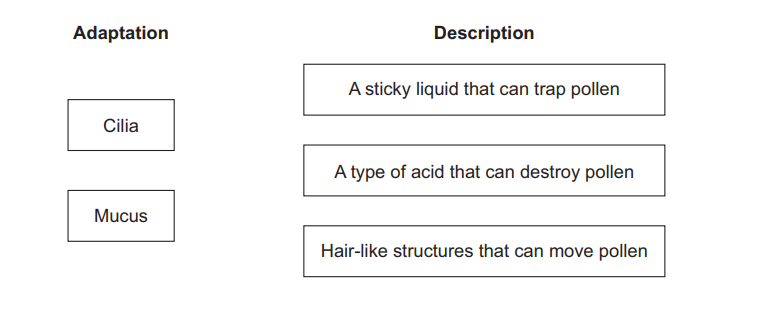 Diagram showing adaptations cilia and mucus to be matched with descriptions: sticky liquid trapping pollen, acid destroying pollen, and hair-like structures moving pollen.