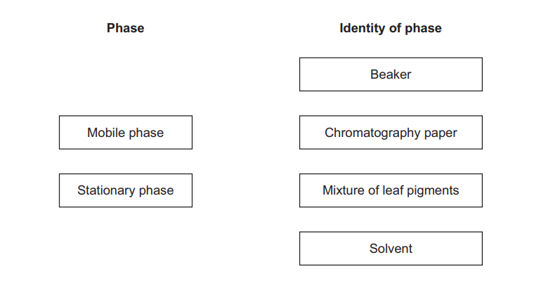 Diagram listing chromatography phases: mobile and stationary, alongside possible identities to match, including beaker, paper, leaf pigment mixture and solvent