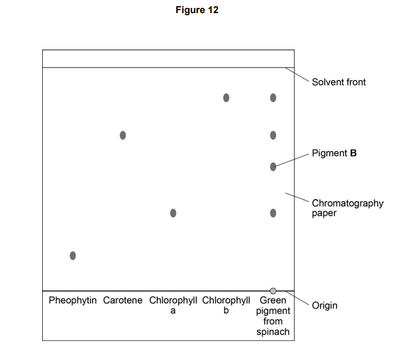 Diagram of paper chromatography showing spinach pigment spots separated into pheophytin, carotene, chlorophyll a, chlorophyll b, solvent front and origin