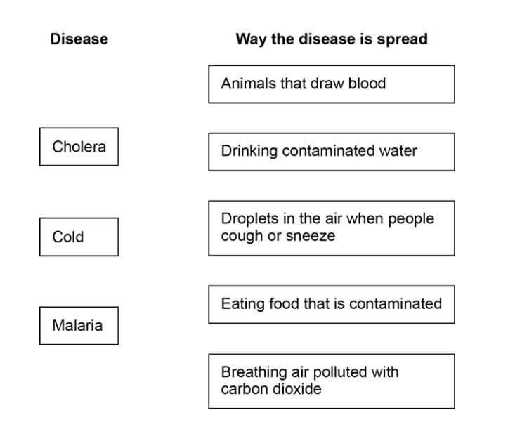 Diagram for matching diseases (cholera, cold, malaria) with ways they spread: blood-drawing animals, contaminated water or food, cough droplets, polluted air.