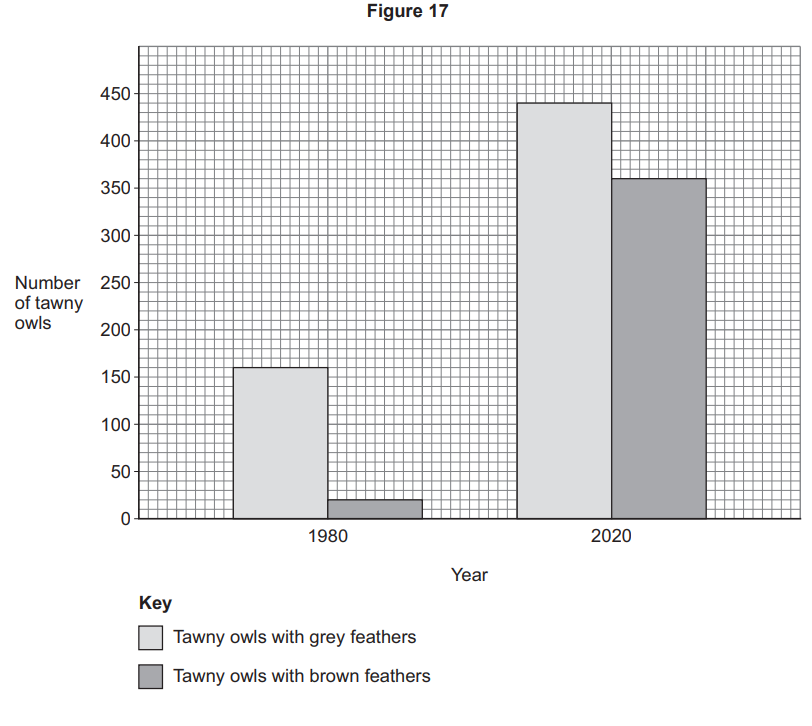 Bar chart showing tawny owls: grey‐feathered rise from about 150 in 1980 to 440 in 2020; brown‐feathered from about 20 in 1980 to 360 in 2020.