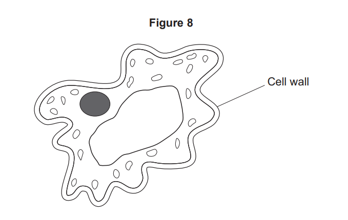 Diagram of an irregularly shaped cell showing a labelled cell wall, central cytoplasm, nucleus and several small oval organelles inside.