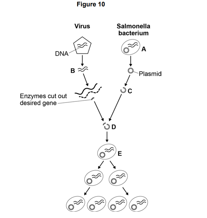 Diagram of genetic engineering: viral DNA gene cut by enzymes, inserted into a Salmonella plasmid, then taken up and copied in dividing bacteria.