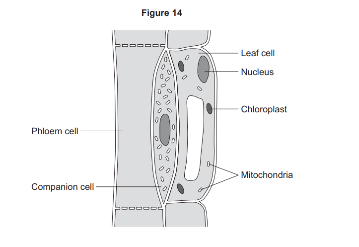 Diagram of a leaf cell beside phloem and companion cells, labelled to show nucleus, chloroplasts and mitochondria within the plant cell.