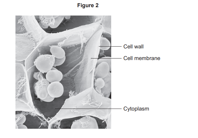Electron micrograph of plant cells showing thick cell walls, thin cell membranes and granular cytoplasm, with labels indicating each structure.