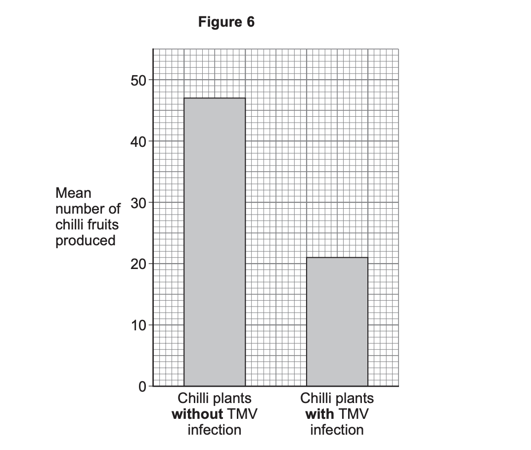Bar chart comparing chilli yield: about 47 fruits on plants without TMV infection and about 21 fruits on plants with TMV infection.