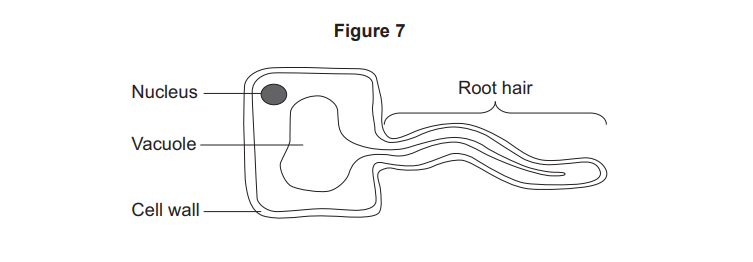 Diagram of a root hair cell showing labelled nucleus, large vacuole, thick cell wall and long thin root hair extension for water absorption