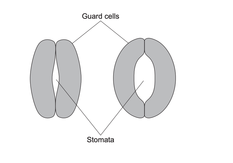 Diagram of two pairs of leaf guard cells, one closed and one open, showing how they form stomata pores for gas exchange.
