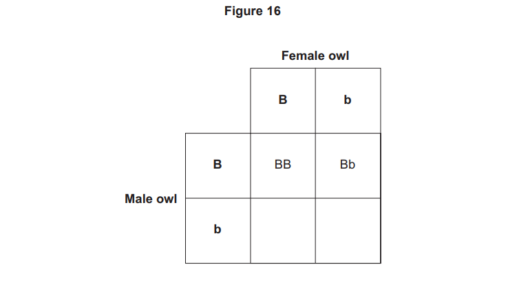 Punnett square labelled Figure 16 showing male and female owl alleles B and b, with offspring genotypes BB, Bb and two blank cells