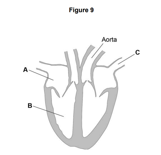Diagram of a vertical cross-section of the human heart, showing chambers and major blood vessels, with labels A, B and C plus the aorta at the top