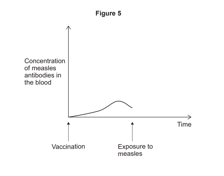 Graph showing measles antibody concentration in blood over time, rising slowly after vaccination then peaking and declining after later exposure to measles