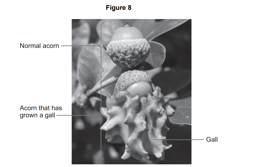 Black-and-white photo of a twig with a normal acorn above another acorn partly enclosed in a large, knobbly gall, with labels identifying each.