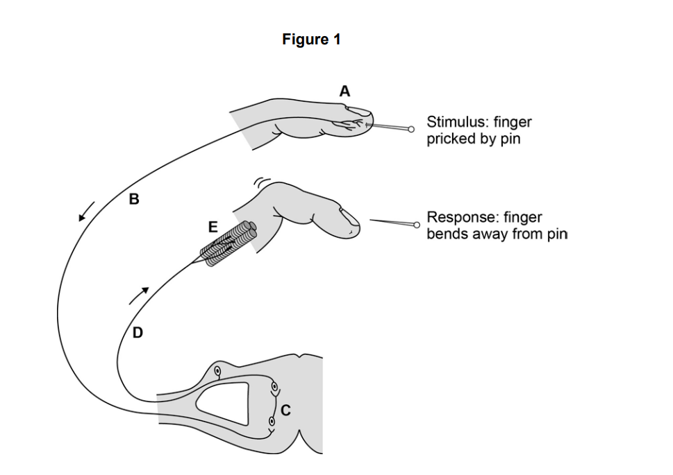 Diagram of a reflex arc: finger pricked by pin, nerve impulses travel via spinal cord to muscles, causing the finger to bend away.
