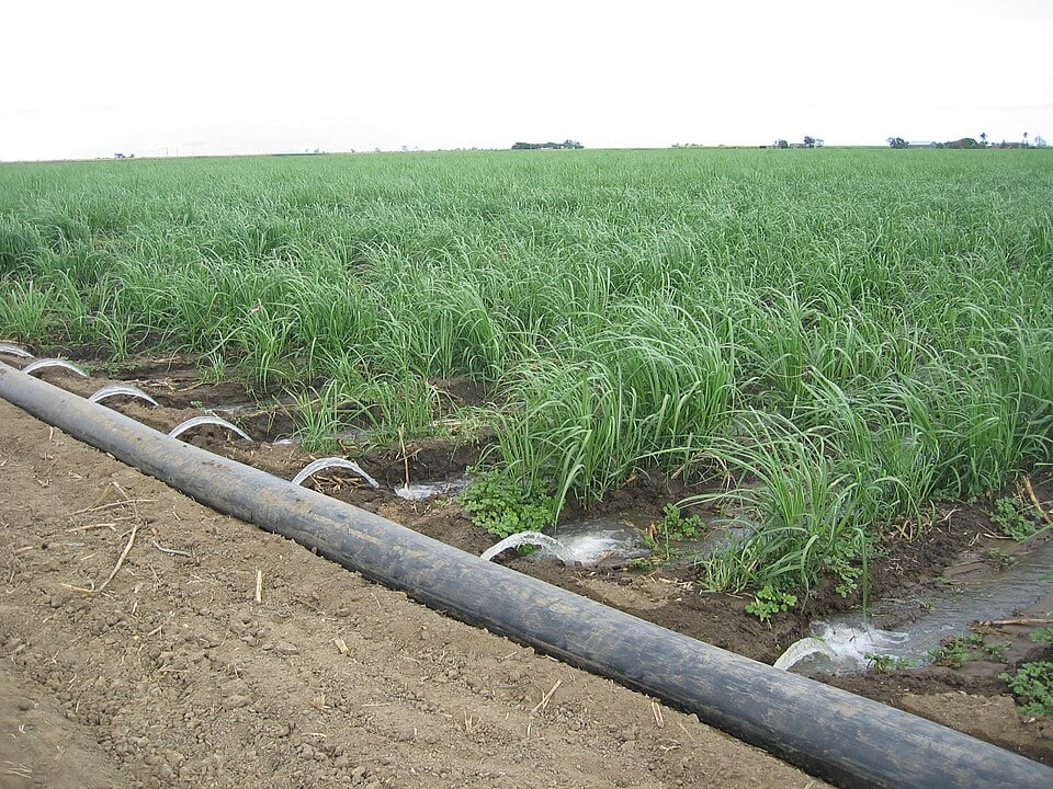 Irrigation pipe watering rows of green crops in a large flat field under an overcast sky, with soil furrows carrying water between the plants