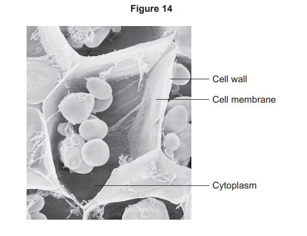 Electron micrograph of plant cells, with labels indicating the thick cell wall, thin cell membrane just inside, and granular cytoplasm filling each cell