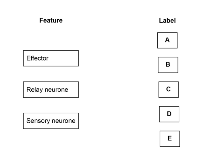 Matching task table showing features: Effector, Relay neurone and Sensory neurone on the left, and labels A, B, C, D, E in boxes on the right