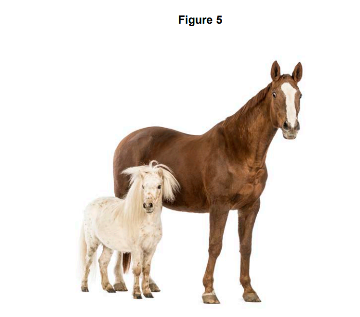 Brown horse standing beside a much smaller white pony on a plain white background, illustrating the size difference between the two animals